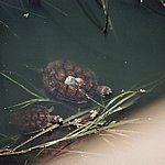 Schildkrötenbad